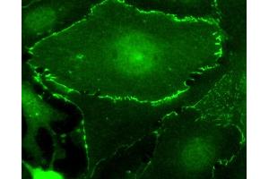 Immunofluorescence (IF) image for anti-Myc Tag antibody (HRP) (ABIN7449524) (Myc Tag anticorps  (HRP))