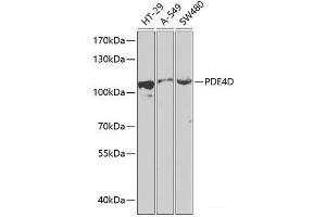 Western blot analysis of extracts of various cell lines using PDE4D Polyclonal Antibody at dilution of 1:1000.