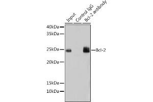 Immunoprecipitation analysis of 200 μg extracts of Mouse lung using 3 μg Bcl-2 antibody (ABIN7265810).
