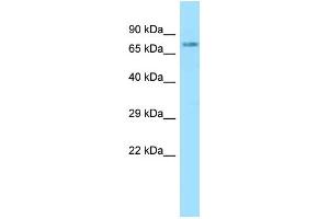 WB Suggested Anti-NLN Antibody Titration: 1. (NLN anticorps  (N-Term))