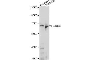 Western blot analysis of extracts of various cell lines, using FBXO33 antibody (ABIN6292077) at 1:1000 dilution.