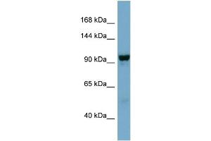 WB Suggested Anti-NDST4  Antibody Titration: 0. (NDST4 anticorps  (Middle Region))