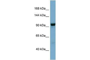 WB Suggested Anti-NDST4  Antibody Titration: 0.