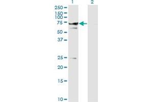 Western Blot analysis of STXBP1 expression in transfected 293T cell line by STXBP1 monoclonal antibody (M01), clone 6D1.