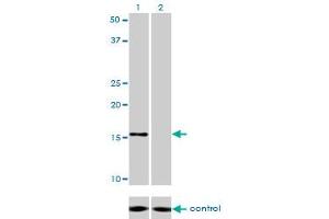 Western blot analysis of NDUFB7 over-expressed 293 cell line, cotransfected with NDUFB7 Validated Chimera RNAi (Lane 2) or non-transfected control (Lane 1). (NDUFB7 anticorps  (AA 38-137))