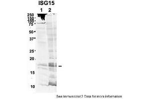 Sample Type: 1. (ISG15 anticorps  (Middle Region))