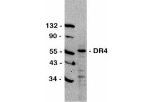 Western blot analysis of DR4 in HeLa total cell lysate with AP30299PU-N DR4 antibody at 1/500 dilution. (TNFRSF10A anticorps  (C-Term))