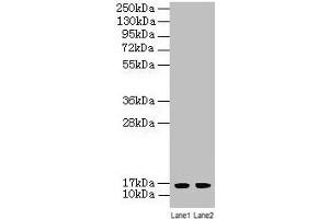Western blot All lanes: LSM4 antibody at 2 μg/mL Lane 1: A549 whole cell lysate Lane 2: K562 whole cell lysate Secondary Goat polyclonal to rabbit IgG at 1/10000 dilution Predicted band size: 16 kDa Observed band size: 16 kDa (LSM4 anticorps  (AA 1-139))