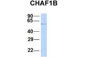 Host:  Rabbit  Target Name:  CHAF1B  Sample Type:  HepG2  Antibody Dilution:  1. (CHAF1B anticorps  (N-Term))