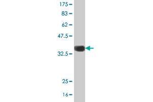 Western Blot detection against Immunogen (36.