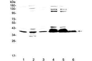 Western blot testing of 1) rat brain, 2) rat testis, 3) mouse brain, 4) human 293T, 5) human 293T and 6) human HepG2 lysate at 0. (MSI1 anticorps  (AA 21-54))