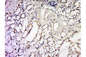 Formalin-fixed and paraffin embedded human kidney labeled with Anti-TNFSF18 Polyclonal Antibody, Unconjugated  at 1:300 followed by conjugation to the secondary antibody and DAB staining.