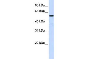 WB Suggested Anti-PPP2R5A Antibody Titration: 0. (PPP2R5A anticorps  (N-Term))