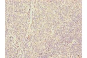 Immunohistochemistry of paraffin-embedded human tonsil tissue using ABIN7147360 at dilution of 1:100