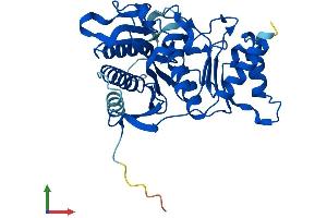 AlphaFold protein structure predicition of Human Recombinant FBP2 Protein, UniprotID O00757