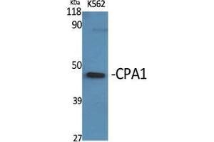 Western Blot (WB) analysis of specific cells using CPA1 Polyclonal Antibody.