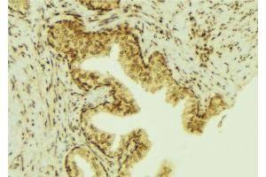 ABIN6277010 at 1/100 staining Mouse colon tissue by IHC-P. (PTP4A3 anticorps  (C-Term))