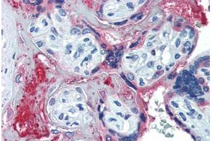 Human Placenta (formalin-fixed, paraffin-embedded) stained with C6 antibody ABIN461987 at 10 ug/ml followed by biotinylated anti-mouse IgG secondary antibody ABIN481714, alkaline phosphatase-streptavidin and chromogen.