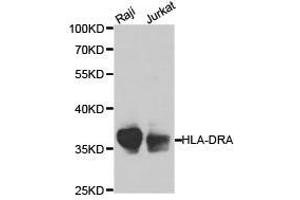 Western Blotting (WB) image for anti-HLA Class II DR alpha (HLA-DRA) antibody (ABIN1873030) (HLA-DRA anticorps)