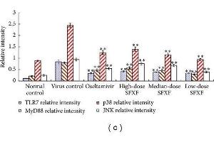 Mice were anesthetized and then infected intranasally by dropping 0.