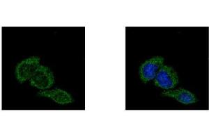 ICC/IF Image APP antibody [C2C3], C-term detects APP protein at cytoplasm by confocal immunofluorescent analysis. (APP anticorps  (C-Term))