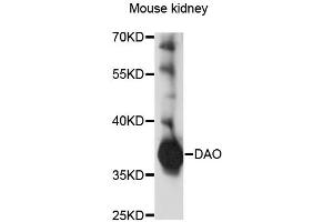 Western blot analysis of extracts of mouse kidney, using DAO antibody (ABIN1876497) at 1:1000 dilution. (D Amino Acid Oxidase anticorps)