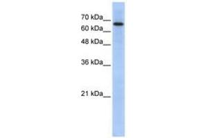 ARHGAP28 anticorps  (AA 71-120)