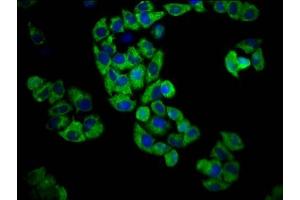Immunofluorescence staining of Hela cells with ABIN7164473 at 1:100, counter-stained with DAPI. (GPR174 anticorps  (AA 291-333))
