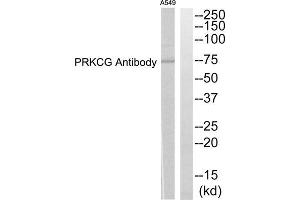 Western blot analysis of extracts from A549 cells, using PRKCG antibody. (PKC gamma anticorps  (Internal Region))