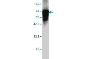 Western Blot detection against Immunogen (74. (ITFG2 anticorps  (AA 1-447))