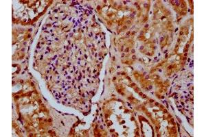 IHC image of ABIN7160770 diluted at 1:200 and staining in paraffin-embedded human kidney tissue performed on a Leica BondTM system. (SETD6 anticorps  (AA 1-74))