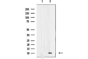 anti-Mitochondrial Ribosomal Protein L33 (MRPL33) (Internal Region) antibody