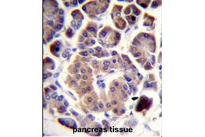 TRIM36 Antibody (Center) (ABIN657728 and ABIN2846713) immunohistochemistry analysis in formalin fixed and paraffin embedded human pancreas tissue followed by peroxidase conjugation of the secondary antibody and DAB staining. (TRIM36 anticorps  (AA 310-339))