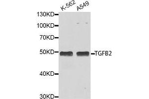Western blot analysis of extracts of various cell lines, using TGFB2 antibody. (TGFB2 anticorps  (AA 20-160))