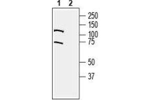 Western blot analysis of rat lung membranes: - 1.