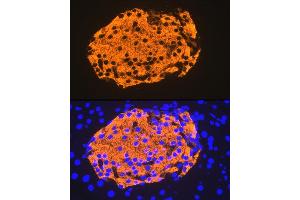 Immunofluorescence analysis of mouse pancreas using Insulin Rabbit mAb (ABIN7267886) at dilution of 1:100 (40x lens).