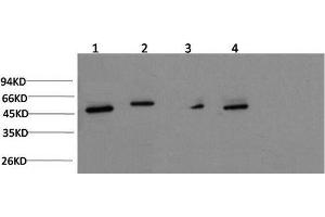 Western Blot analysis of Jurkat, Hela, Mouse brain, Rat brain using gamma Tubulin Monoclonal Antibody at dilution of 1:1000. (TUBG1 anticorps)