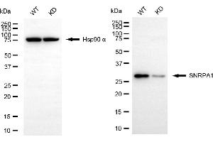 Western blotting analysis using SNRPA1 antibody (ABIN7800379). (Recombinant SNRPA1 anticorps)