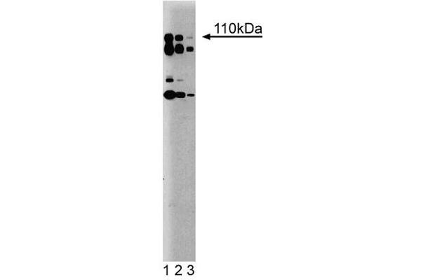 PIK3CD anticorps  (AA 73-90)