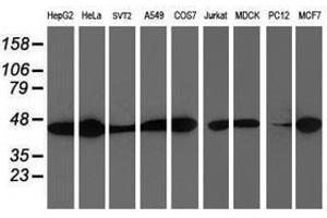 Image no. 6 for anti-Spermine Synthase, SMS (SMS) antibody (ABIN1501093)