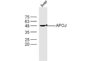 Mouse liver lysates probed with Rabbit Anti-Apolipoprotein J Polyclonal Antibody, Unconjugated  at 1:500 for 90 min at 37˚C. (Clusterin anticorps  (AA 331-449))