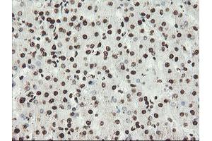 Image no. 12 for anti-Non-POU Domain Containing, Octamer-Binding (NONO) (AA 184-385) antibody (ABIN1491073) (NONO anticorps  (AA 184-385))