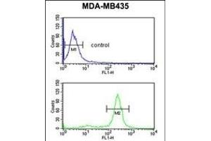 PRK Antibody (ABIN652306 and ABIN2841396) flow cytometric analysis of MDA-M cells (bottom histogram) compared to a negative control cell (top histogram). (PRKAA1 anticorps)