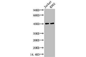 Western blot analysis of 1) Jurkat, 2) K562, diluted at 1:2000.