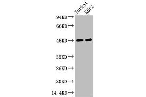 Western blot analysis of 1) Jurkat, 2) K562, diluted at 1:2000. (FCGR3A anticorps)