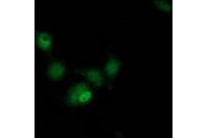 Immunofluorescence (IF) image for anti-Hydroxyacylglutathione Hydrolase-Like (HAGHL) antibody (ABIN1498572) (HAGHL anticorps)