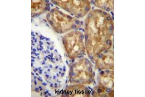 ASS1 Antibody (C-term) immunohistochemistry analysis in formalin fixed and paraffin embedded human kidney tissue followed by peroxidase conjugation of the secondary antibody and DAB staining. (ASS1 anticorps  (C-Term))