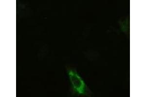 Anti-KRT19 mouse monoclonal antibody (ABIN2452360) immunofluorescent staining of HeLa cells transiently transfected by pCMV6-ENTRY KRT19 (RC209707) (Cytokeratin 19 anticorps  (AA 240-390))