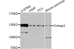 Western blot analysis of extracts of various cell lines, using Cntnap3 Antibody. (CNTNAP3 anticorps)