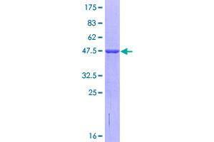 Image no. 1 for Tripartite Motif Family-Like 1 (TRIML1) (AA 1-192) protein (GST tag) (ABIN1323763)
